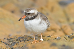 Thinornis novaeseelandiae