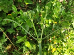 Cephalaria leucantha