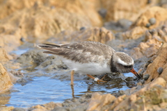 Thinornis novaeseelandiae