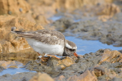 Thinornis novaeseelandiae