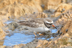 Thinornis novaeseelandiae