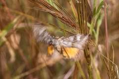 Olivenebula xanthochloris