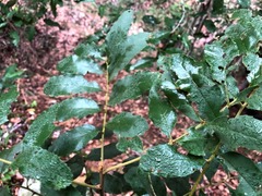 Cupaniopsis tomentella