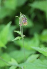 Geum rivale