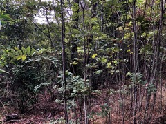 Cupaniopsis tomentella