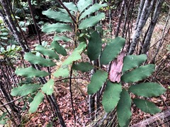 Cupaniopsis tomentella