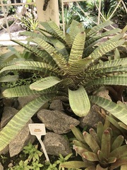 Vriesea