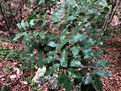 Cupaniopsis tomentella