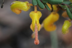 Grevillea chrysophaea