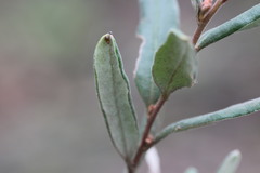 Grevillea chrysophaea