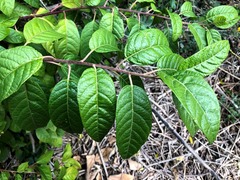 Deeringia arborescens