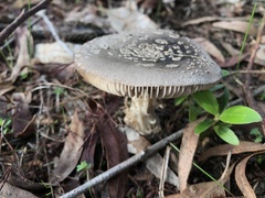 Amanita nothofagi