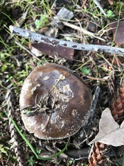 Amanita nothofagi