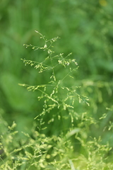 Poaceae
