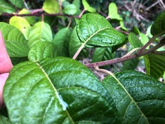 Deeringia arborescens