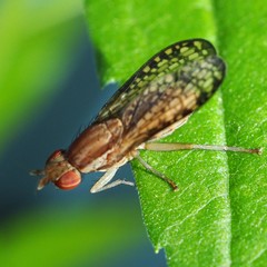 Trypetoptera canadensis