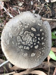 Amanita nothofagi