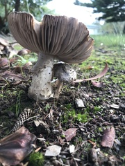 Amanita nothofagi