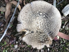 Amanita nothofagi