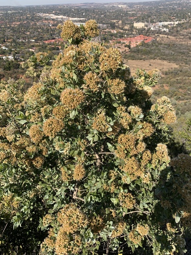 Brittlewood nuxia (Nuxia congesta)