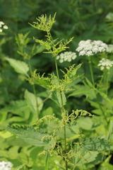 Urtica dioica