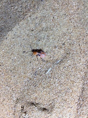 Spilostethus longulus