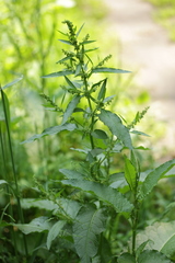 Rumex obtusifolius