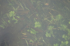 Scardinius erythrophthalmus