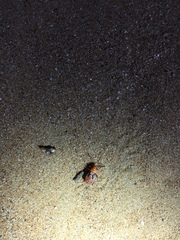 Spilostethus longulus