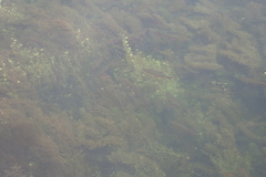 Scardinius erythrophthalmus