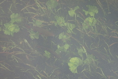Scardinius erythrophthalmus