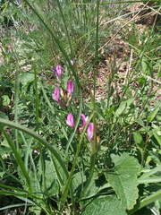 Astragalus macropus