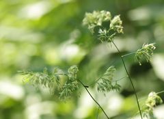 Dactylis glomerata