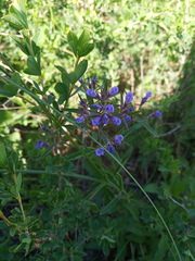 Nepeta ucranica