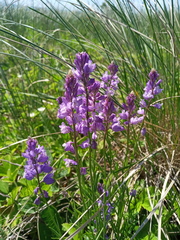 Polygala wolfgangiana