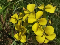 Erysimum nevadense collisparsum