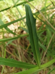 Erysimum nevadense collisparsum
