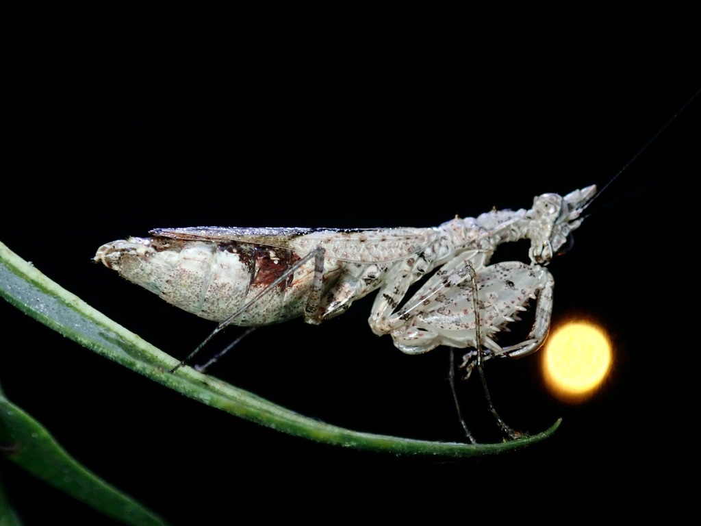 Ceratomantis gigliotosi