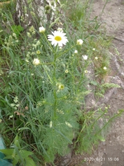 Tripleurospermum inodorum