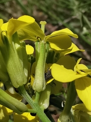 Erysimum nevadense collisparsum