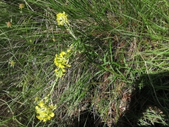 Erysimum nevadense collisparsum