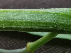 Erysimum nevadense collisparsum