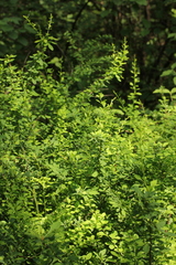 Berberis