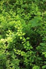 Berberis