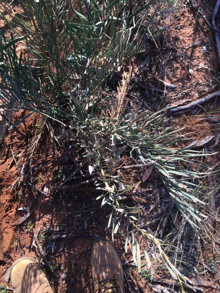 Macrozamia glaucophylla