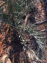 Macrozamia glaucophylla