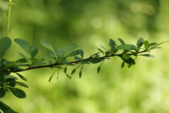 Berberis