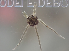 Amphipholis squamata