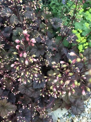 Heuchera puberula