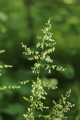 Poaceae